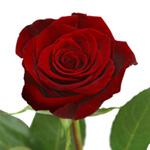 Red Roses from FiftyFlowers.com